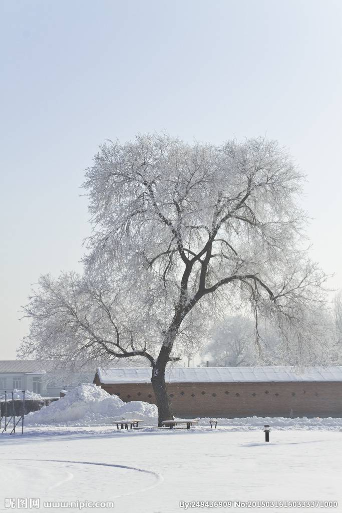 点击大图看下一张：冬日白榆树图片屹立雪地