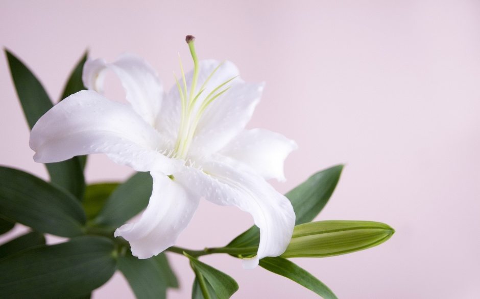点击大图看下一张：清新淡雅的百合花花卉植物素材