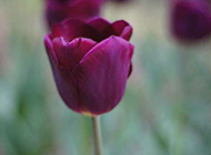 端庄秀丽的紫色郁金香图片赏析