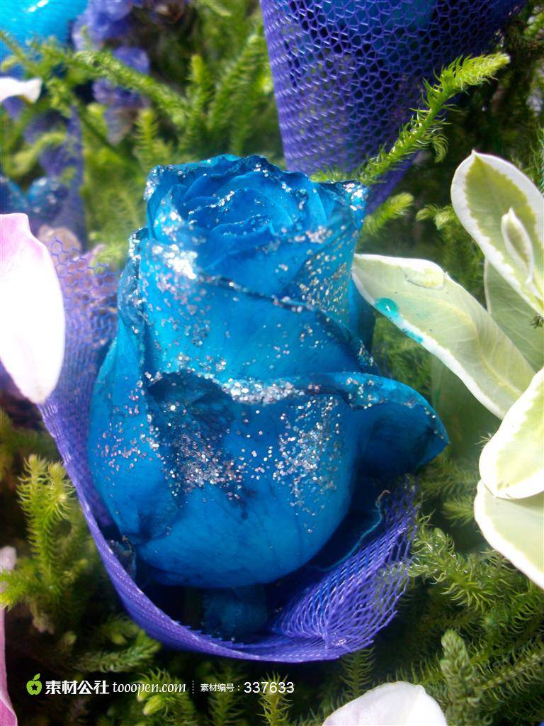 点击大图看下一张：惹人喜爱的蓝色玫瑰花图片