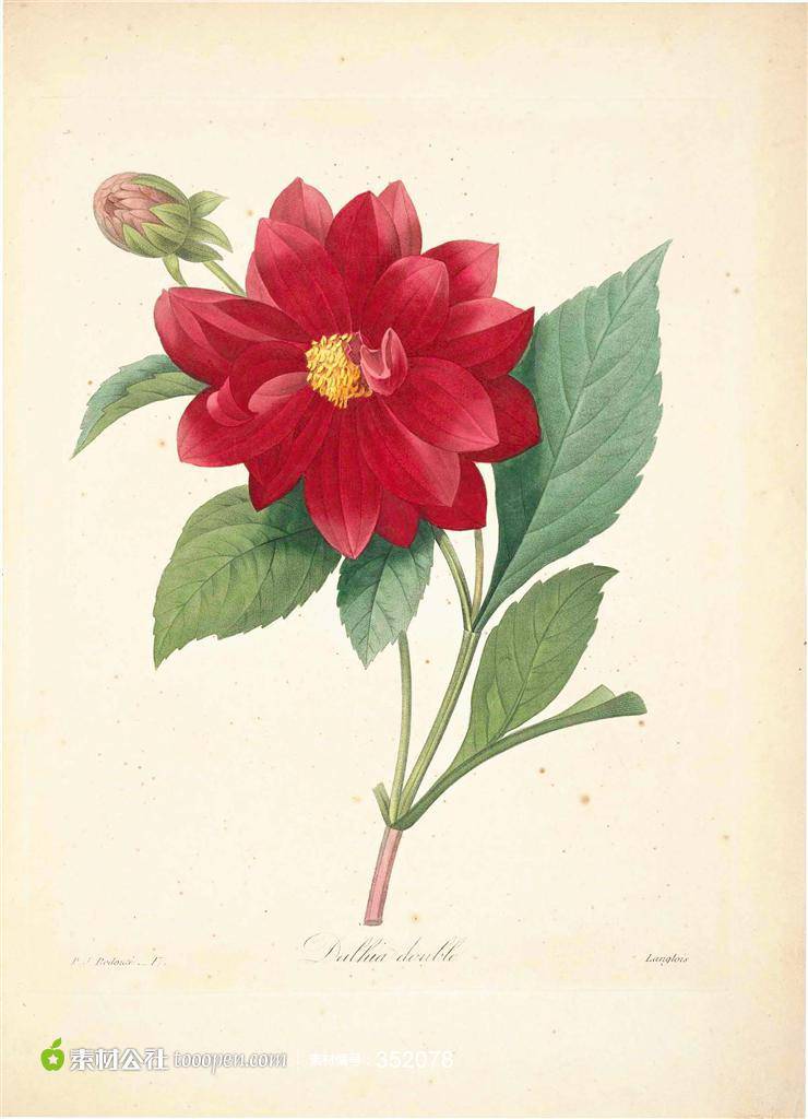 点击大图看下一张：植物图片素描优雅红色玫瑰花壁纸