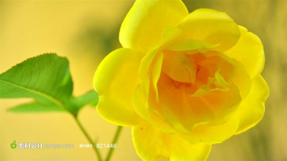 点击大图看下一张：黄玫瑰花图片精选黄色植物背景
