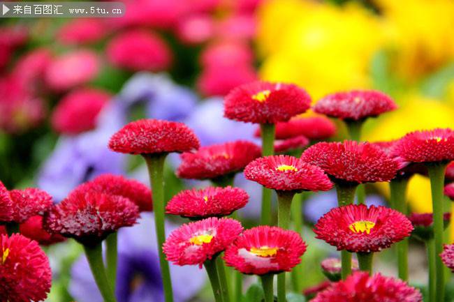 点击大图看下一张：春天红艳艳的菊花图片