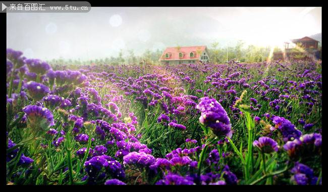 点击大图看下一张：紫色勿忘我花唯美鲜花背景图片