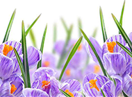 素雅清新的紫色鲜花背景素材