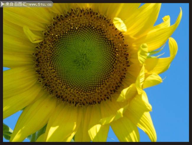 点击大图看下一张：金灿灿的向日葵花特写图片