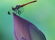荷花上的蜻蜓摄影图片
