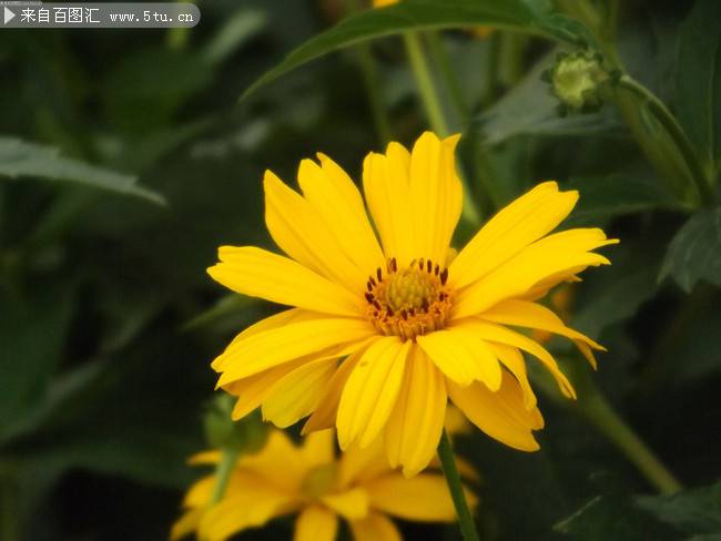 点击大图看下一张：唯美黄色菊花图片赏析