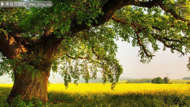 点击大图看下一张：一棵茂盛的大树摄影图片