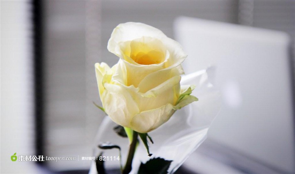 点击大图看下一张：纯洁的唯美白玫瑰图片