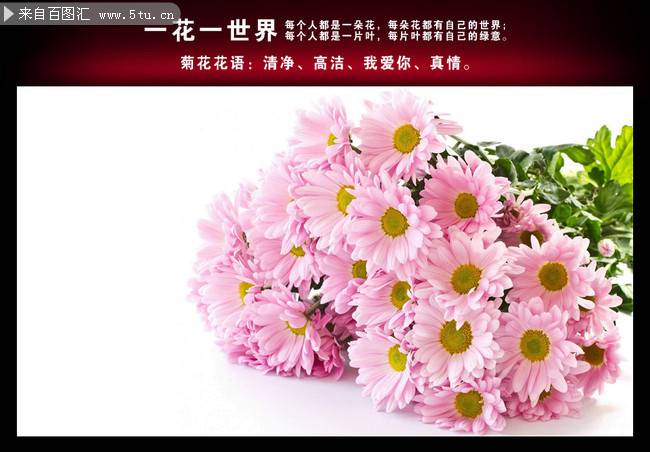 点击大图看下一张：一束粉红色的菊花图片