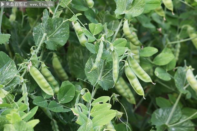 点击大图看下一张：绿色植物豌豆超清摄影图片