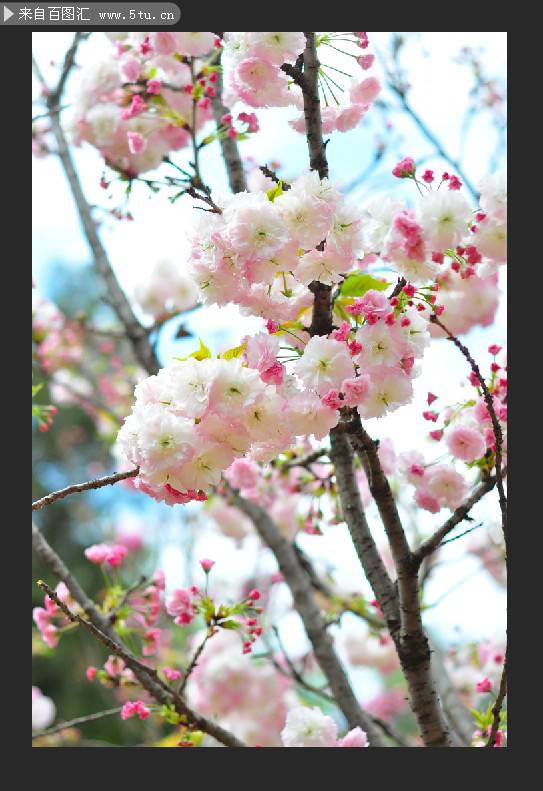 点击大图看下一张：挂满枝头的粉红色桃花图片