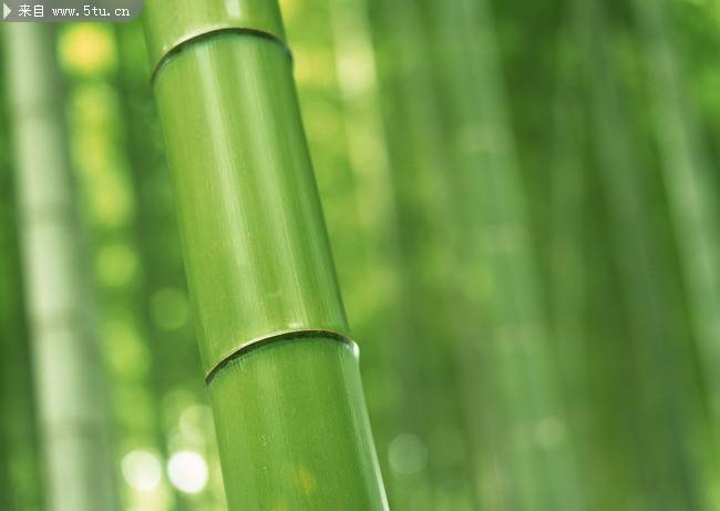 点击大图看下一张：清雅脱俗的绿色竹子图片