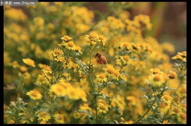 点击大图看下一张：野花丛中的蜜蜂图片
