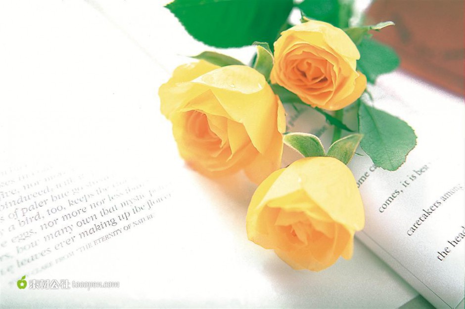 点击大图看下一张：英文书上盛开的黄玫瑰