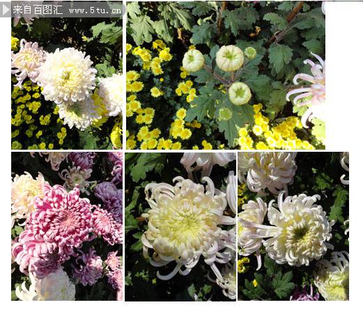 点击大图看下一张：唯美的白色菊花图片赏析