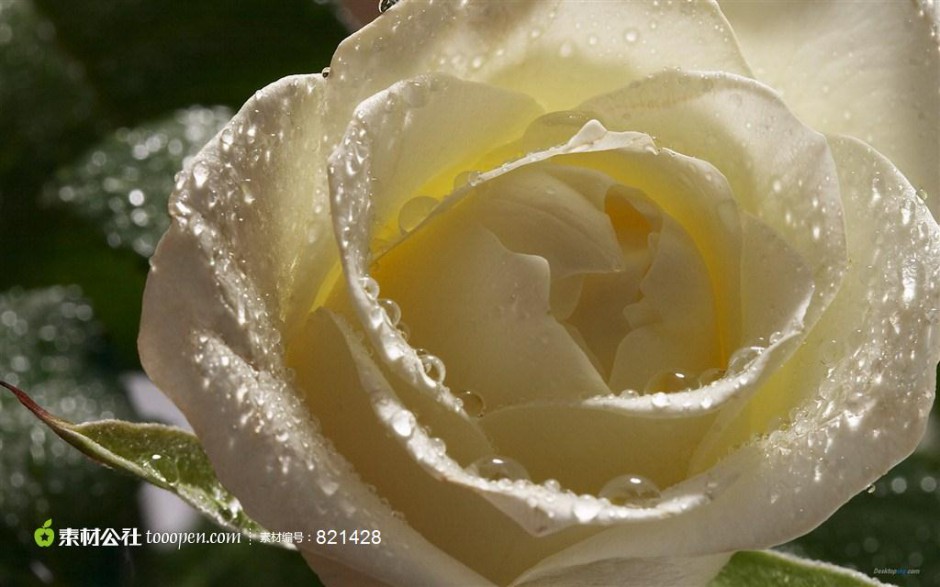 点击大图看下一张：纯洁高贵的白玫瑰高清图片