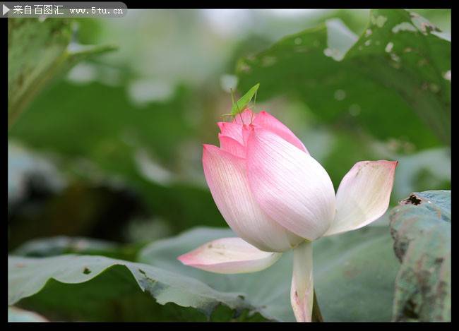 点击大图看下一张：池塘里含苞待放的荷花图片