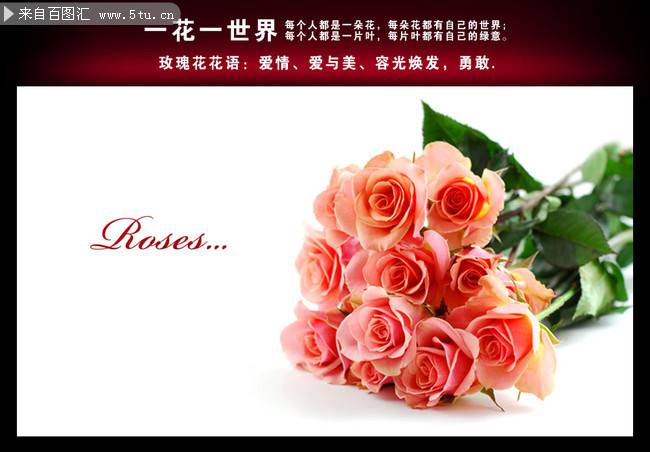 点击大图看下一张：素雅纯净的玫瑰花花束图片欣赏