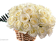 唯美纯洁的白玫瑰图片集锦