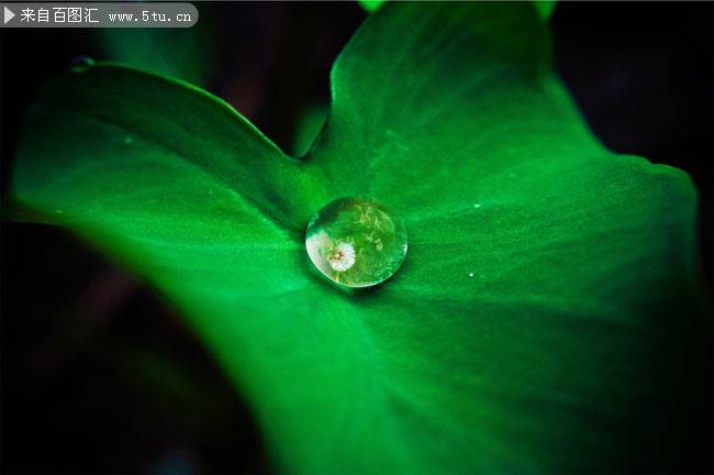 点击大图看下一张：绿色荷叶上的水滴清新植物图片素材