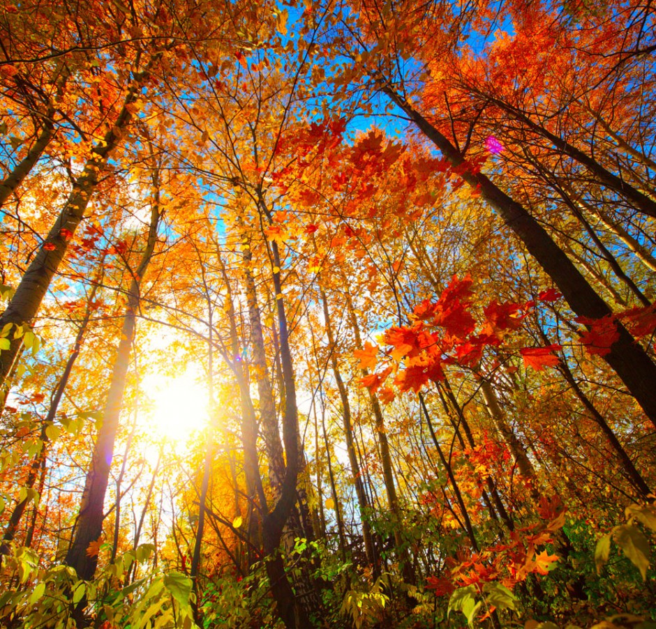 点击大图看下一张：秋天梧桐树图片风景迷人