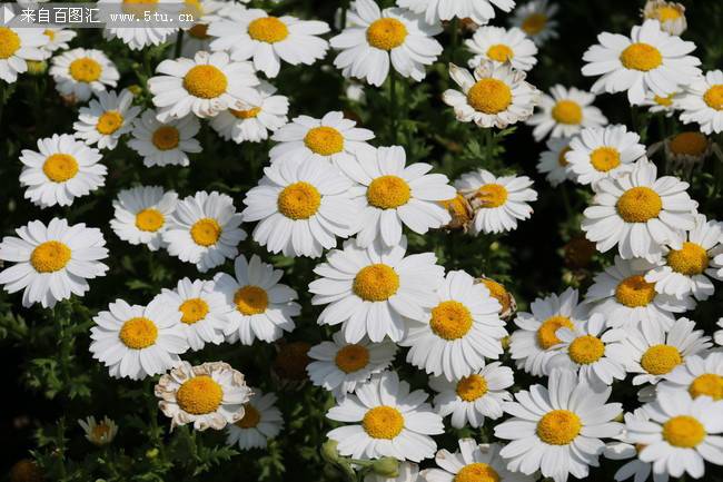 点击大图看下一张：白色菊花图片素材欣赏