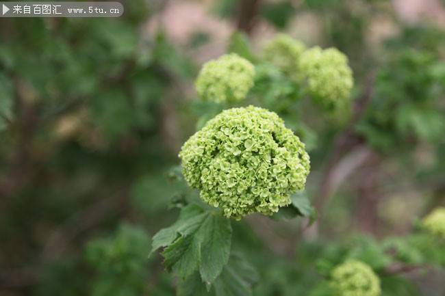 点击大图看下一张：绿色植物花卉图片清新雅致