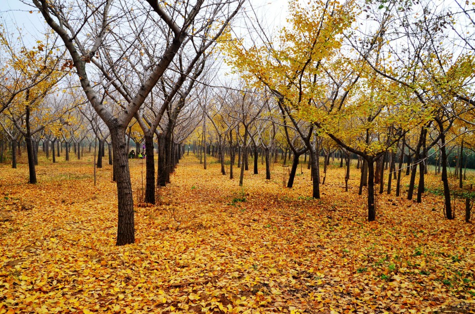 点击大图看下一张：秋天唯美金黄银杏树图片