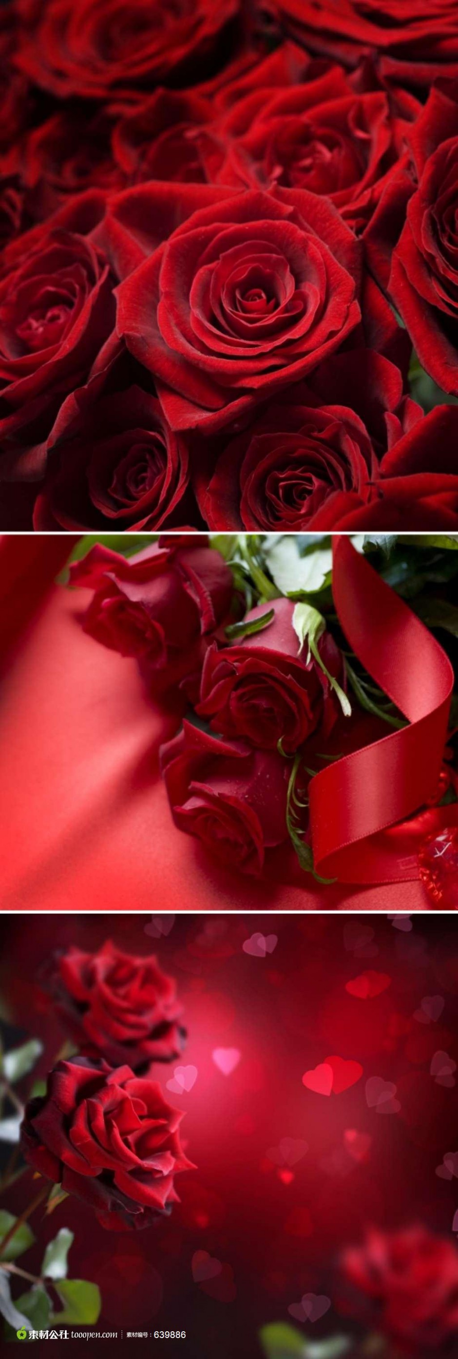 点击大图看下一张：红玫瑰背景素材娇媚艳丽