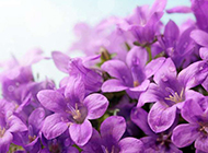 紫色鲜花唯美背景图片素材