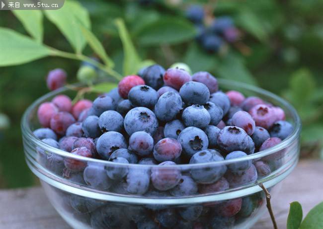 点击大图看下一张：营养成分极高的蓝莓图片