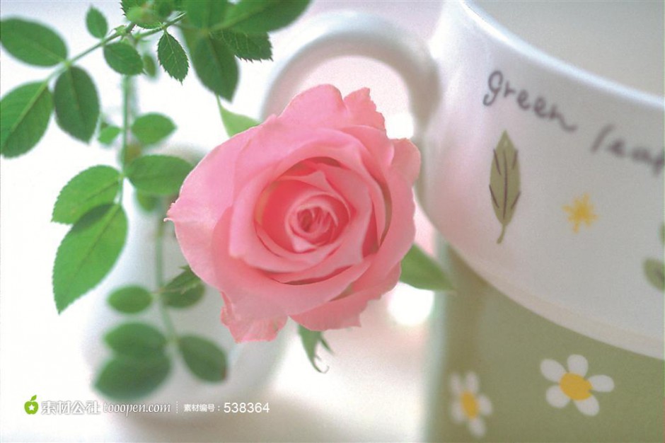 点击大图看下一张：一支粉玫瑰花唯美图片