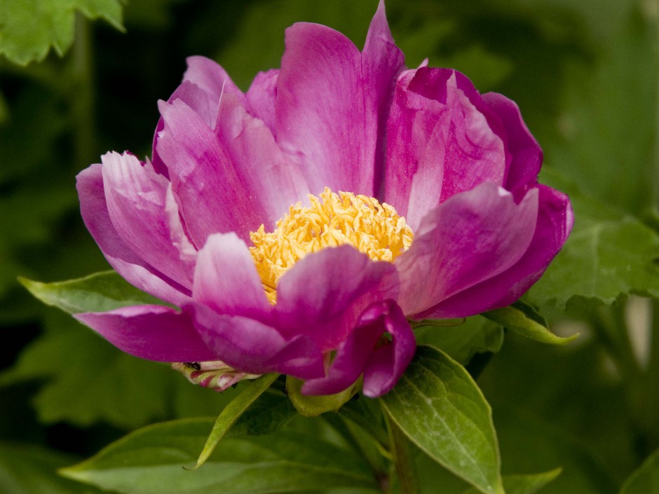 点击大图看下一张：芍药花开花特写图片