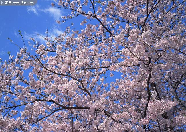 点击大图看下一张：日本樱花春天浪漫绽放美图