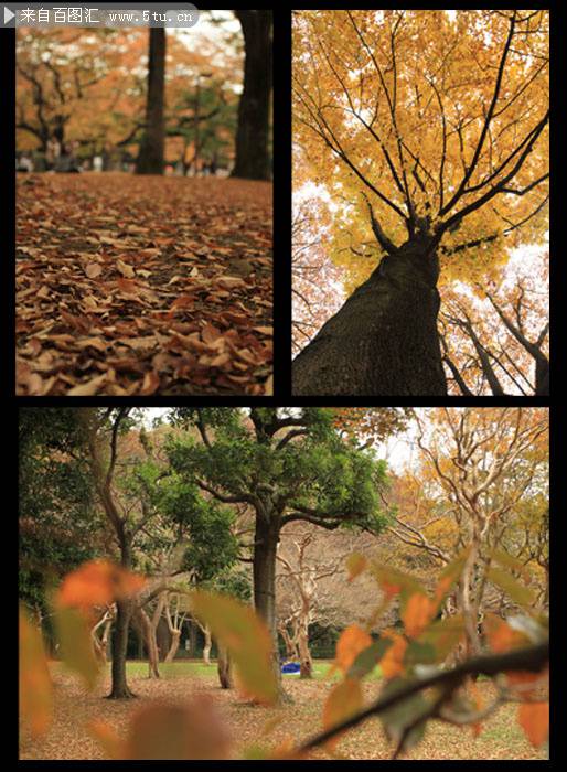 点击大图看下一张：秋天参天大树秀丽风景美图图片