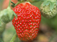 草地里成熟的红草莓图片
