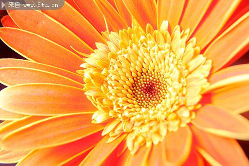 点击大图看下一张:花大色美的非洲菊图片