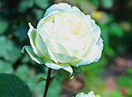 一朵好看的唯美白玫瑰图片