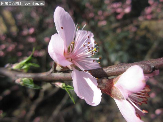 点击大图看下一张：春天的桃花实拍图片