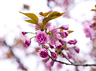 春日粉色樱花背景图片