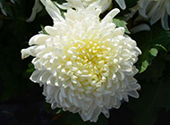 白色菊花图片唯美特写