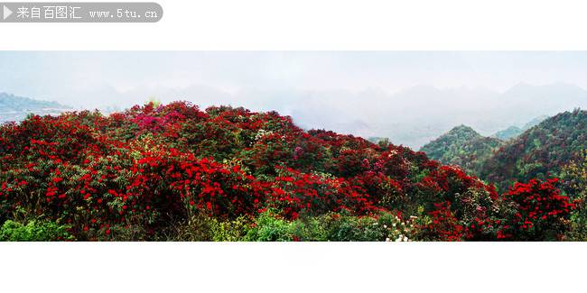点击大图看下一张：满山殷红似火的杜鹃花图片