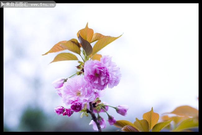 点击大图看下一张：小朵粉色樱花图片摄影作品