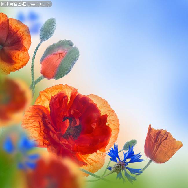 点击大图看下一张：风姿卓约的罂粟花图片