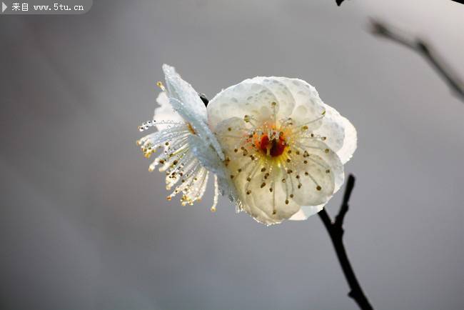 点击大图看下一张：冬天绽放的白色梅花图片