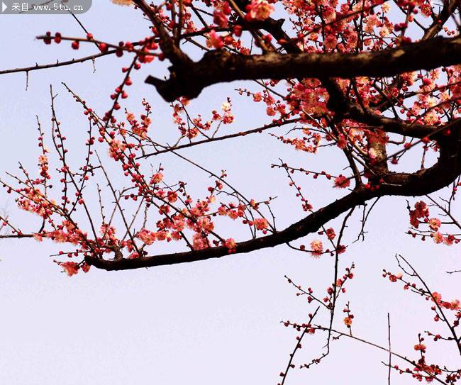 点击大图看下一张：开满枝头的桃花摄影图片