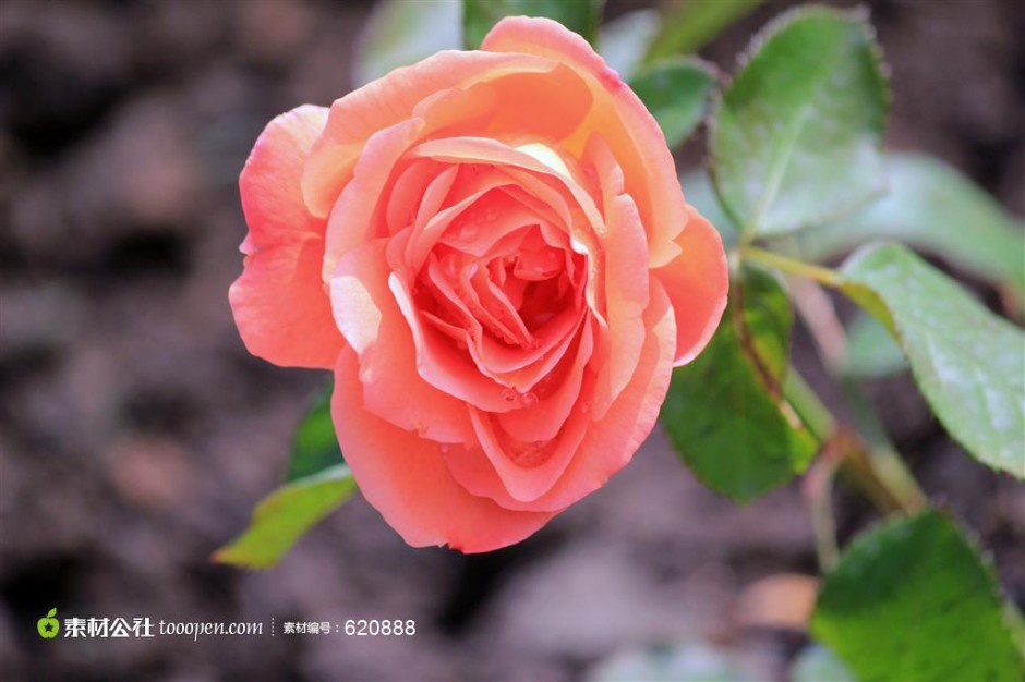 点击大图看下一张：漂亮的淡粉玫瑰图片