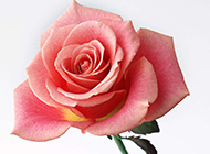 单只粉色玫瑰花背景图片
